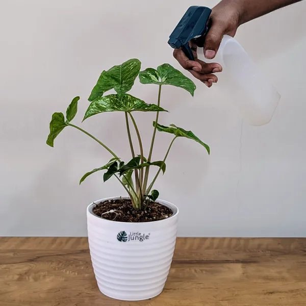 Syngonium_Panda_Galaxy_(Very_Rare),_With_White_Decor_Pot