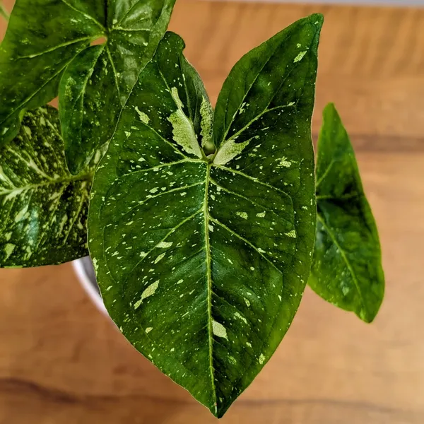 Syngonium_Panda_Galaxy_(Very_Rare),_With_White_Decor_Pot