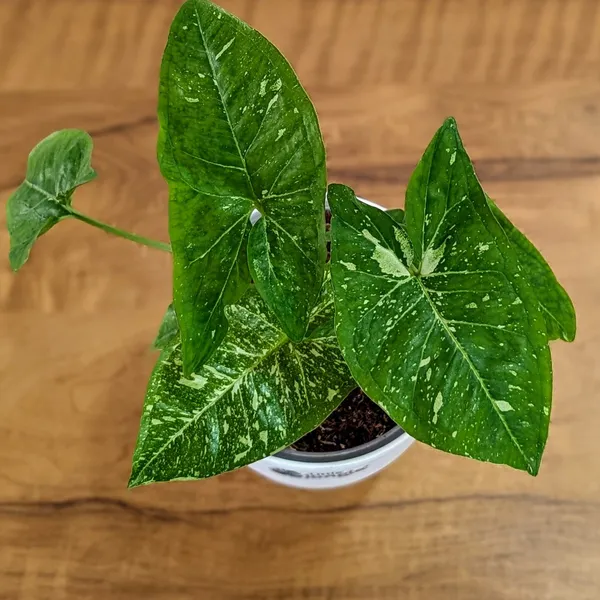 Syngonium_Panda_Galaxy_(Very_Rare),_With_White_Decor_Pot