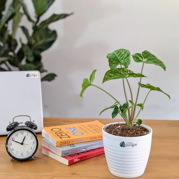Syngonium_Panda_Galaxy_(Very_Rare),_With_White_Decor_Pot