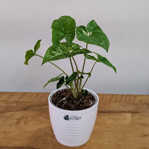 Syngonium_Panda_Galaxy_(Very_Rare),_With_White_Decor_Pot