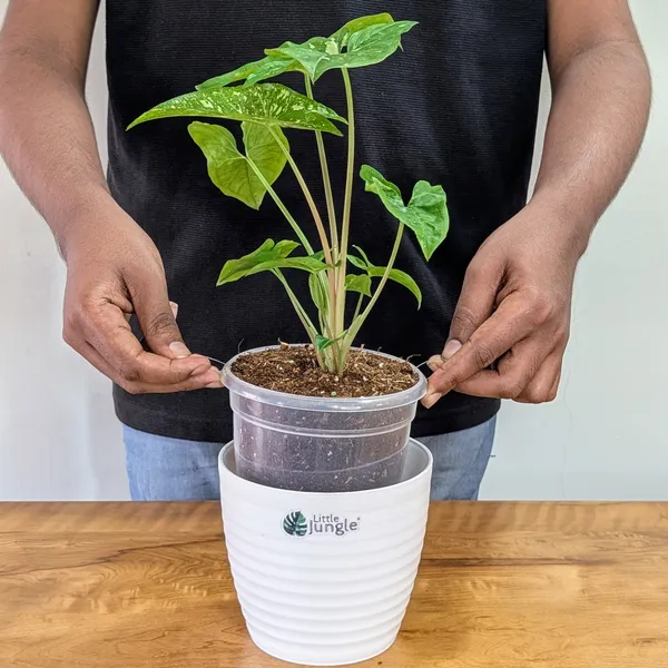 Syngonium_Panda_Galaxy_(Very_Rare),_With_White_Decor_Pot