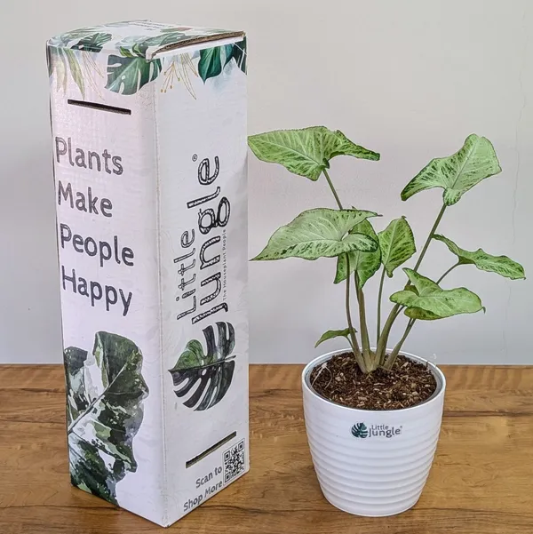 Syngonium_Randy,_With_White_Decor_Pot