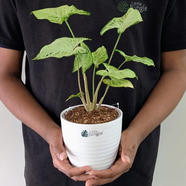 Syngonium_Randy,_With_White_Decor_Pot