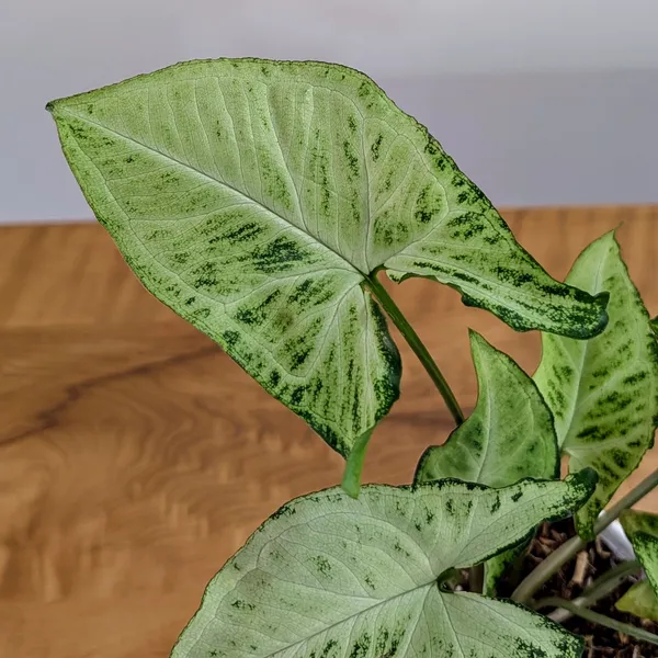 Syngonium_Randy,_With_White_Decor_Pot