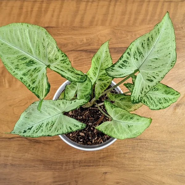 Syngonium_Randy,_With_White_Decor_Pot