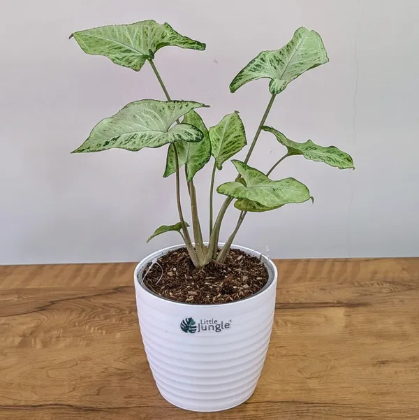 Syngonium_Randy,_With_White_Decor_Pot