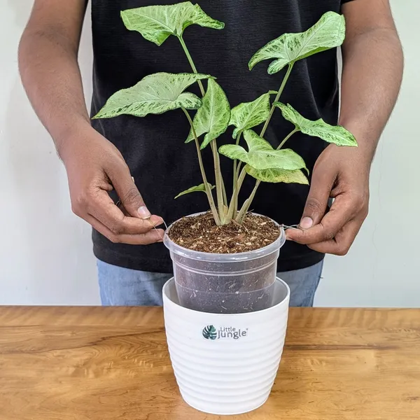 Syngonium_Randy,_With_White_Decor_Pot