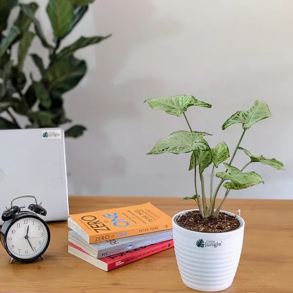 Syngonium_Randy,_With_White_Decor_Pot