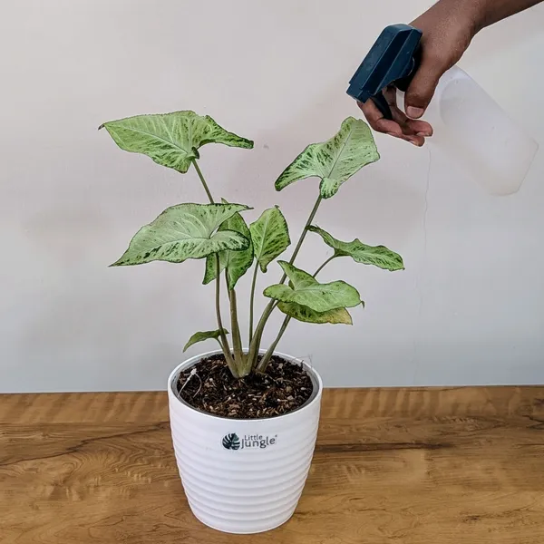 Syngonium_Randy,_With_White_Decor_Pot