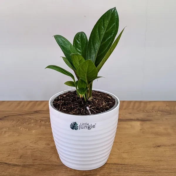 Anthurium_Red_Flag,_With_White_Decor_Pot