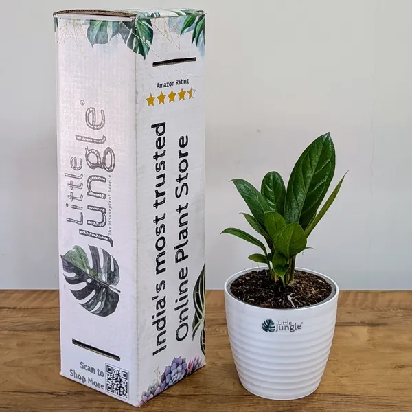 Anthurium_Red_Flag,_With_White_Decor_Pot