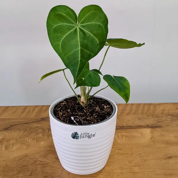 Anthurium_Sweet_Love,_With_White_Decor_Pot