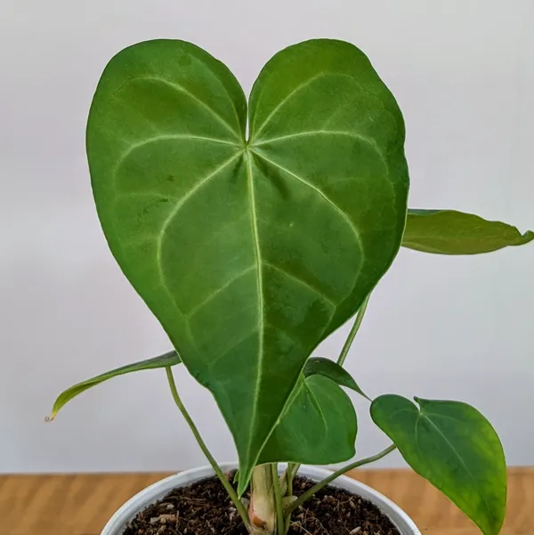 Anthurium_Sweet_Love,_With_White_Decor_Pot