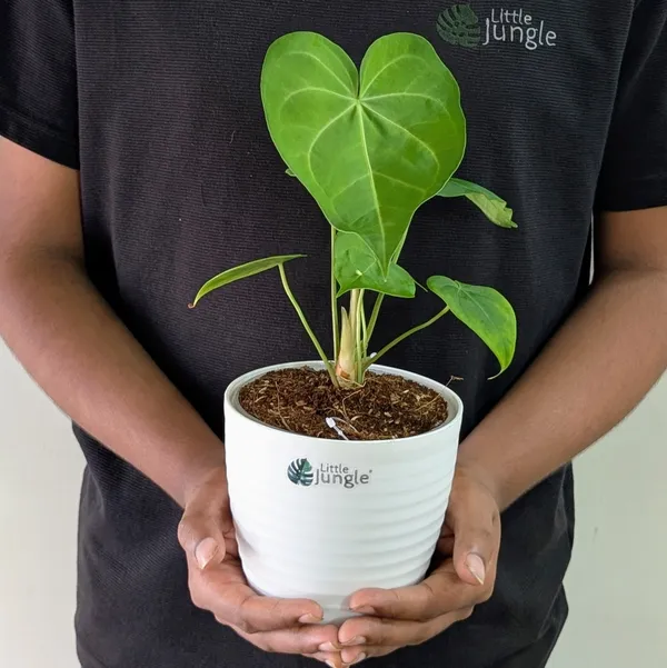 Little Jungle Anthurium Sweet Love, With White Decor Pot Price in India -  Buy Little Jungle Anthurium Sweet Love, With White Decor Pot online at  https://littlejungle.in