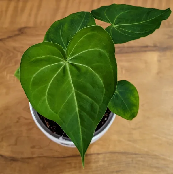 Anthurium_Sweet_Love,_With_White_Decor_Pot
