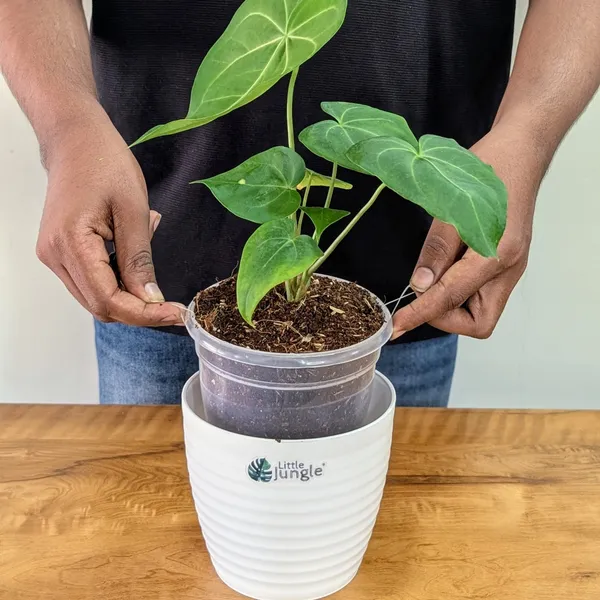 Anthurium_Sweet_Love,_With_White_Decor_Pot