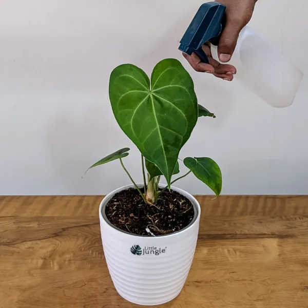 Anthurium_Sweet_Love,_With_White_Decor_Pot