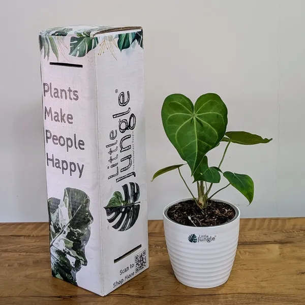 Anthurium_Sweet_Love,_With_White_Decor_Pot
