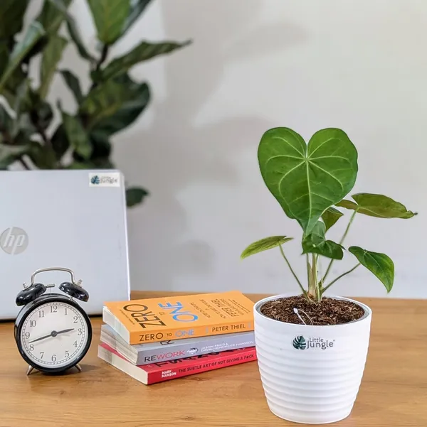 Anthurium_Sweet_Love,_With_White_Decor_Pot