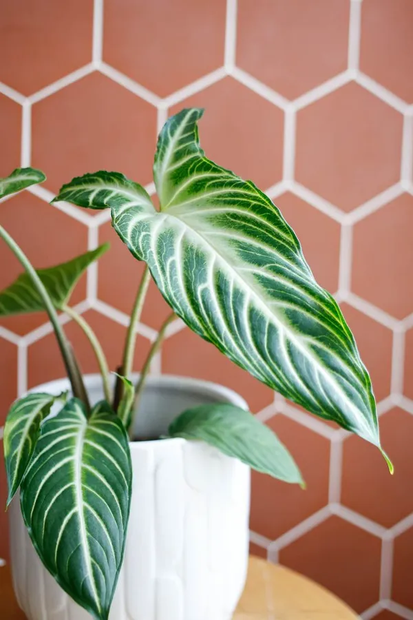 Xanthosoma_Lindenii,_With_White_Decor_Pot