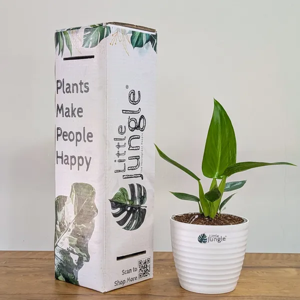 Philodendron_Martianum,_With_White_Decor_Pot