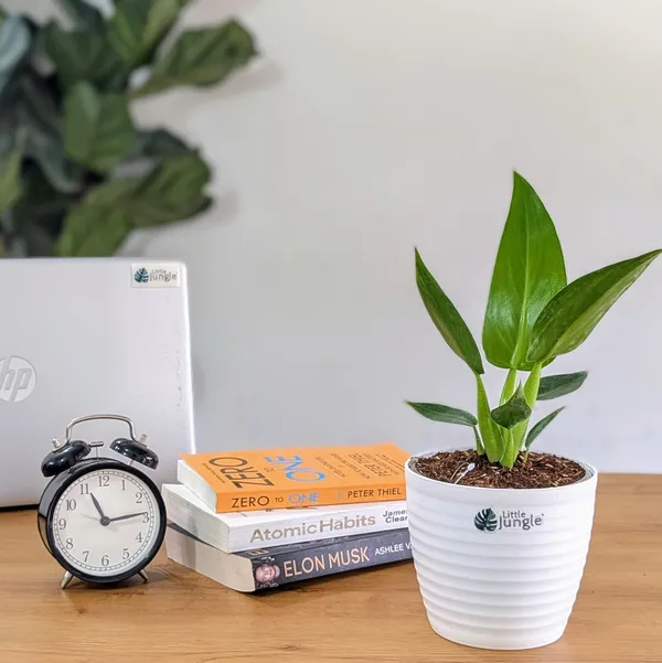 Philodendron_Martianum,_With_White_Decor_Pot