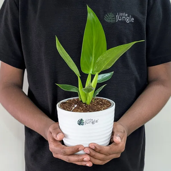 Philodendron_Martianum,_With_White_Decor_Pot