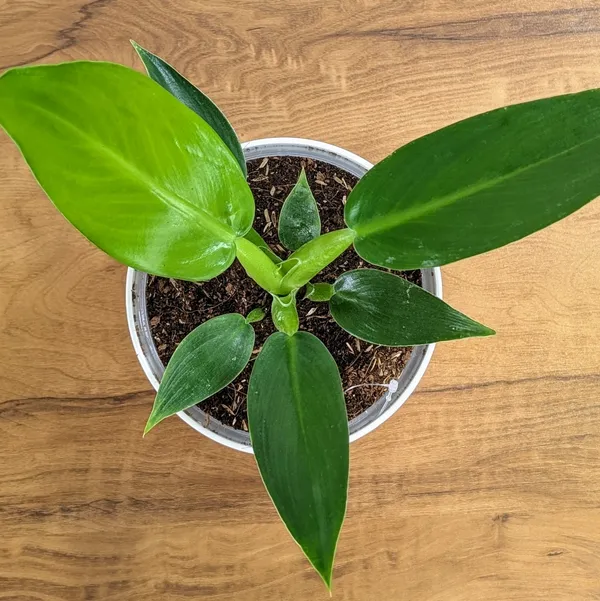 Philodendron_Martianum,_With_White_Decor_Pot