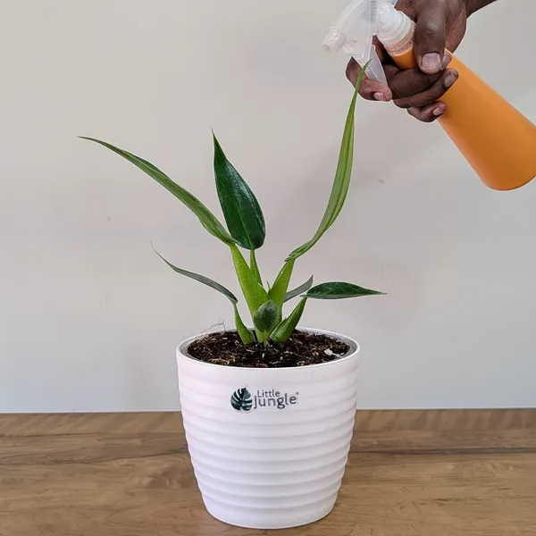 Philodendron_Martianum,_With_White_Decor_Pot