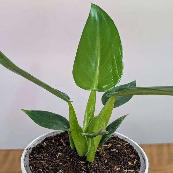 Philodendron_Martianum,_With_White_Decor_Pot