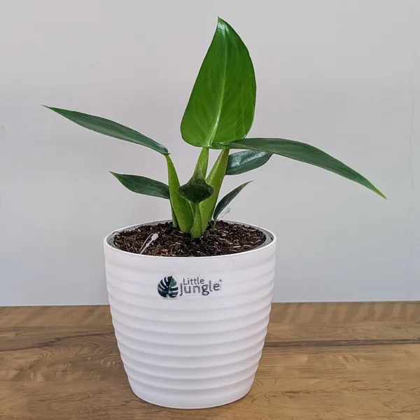 Philodendron_Martianum,_With_White_Decor_Pot