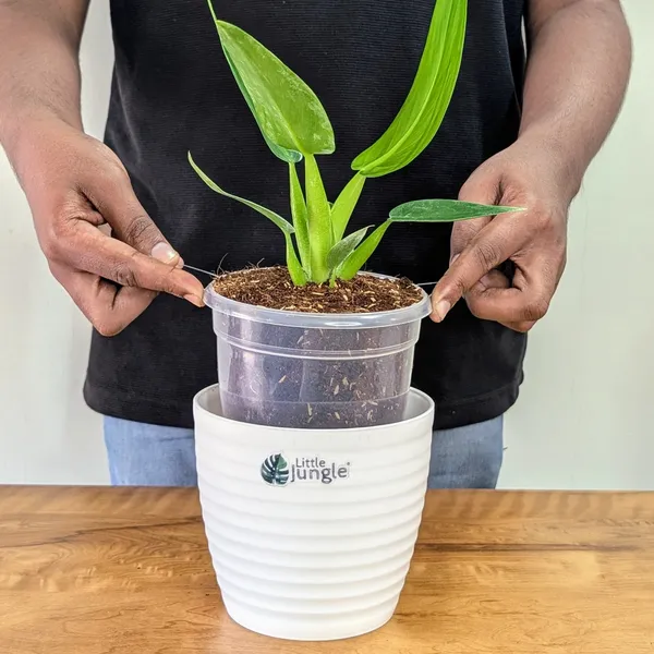 Philodendron_Martianum,_With_White_Decor_Pot
