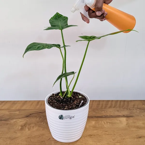 Philodendron_Golden_Dragon,_With_White_Decor_Pot