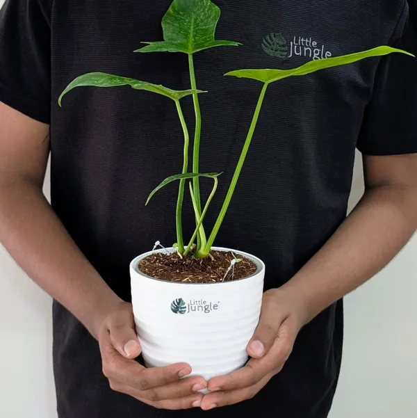 Philodendron_Golden_Dragon,_With_White_Decor_Pot