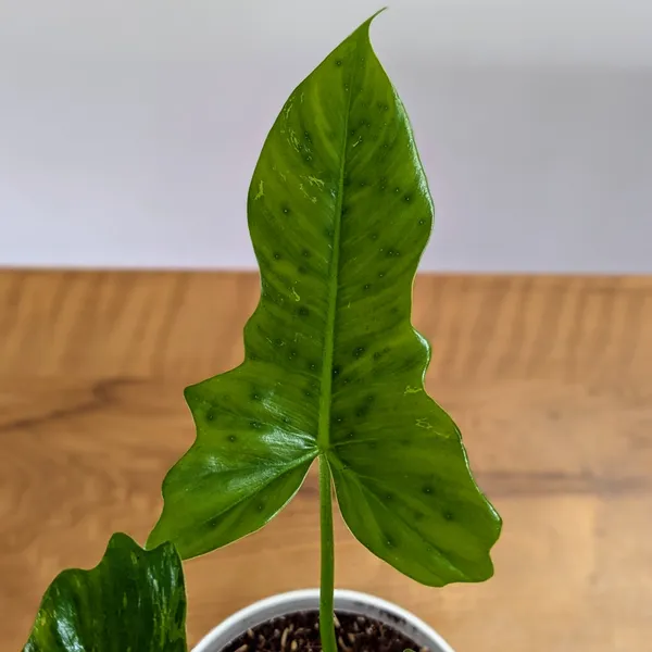 Philodendron_Golden_Dragon,_With_White_Decor_Pot