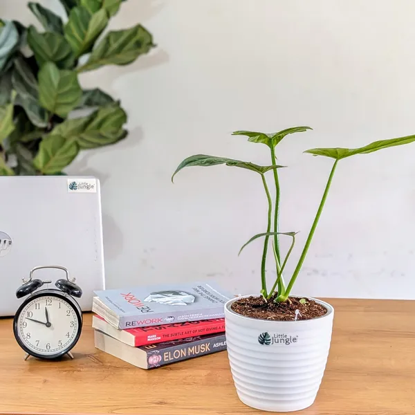 Philodendron_Golden_Dragon,_With_White_Decor_Pot