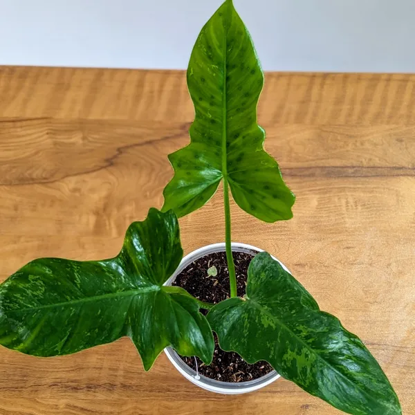 Philodendron_Golden_Dragon,_With_White_Decor_Pot