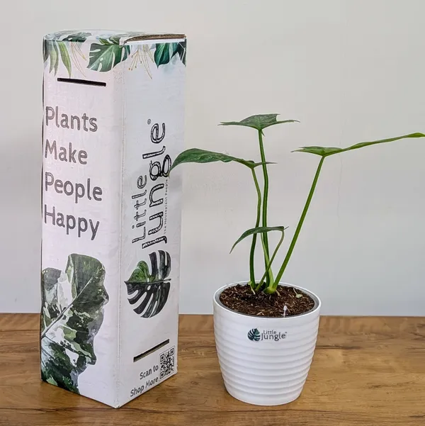 Philodendron_Golden_Dragon,_With_White_Decor_Pot