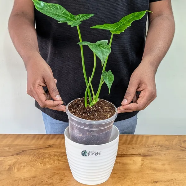 Philodendron_Golden_Dragon,_With_White_Decor_Pot