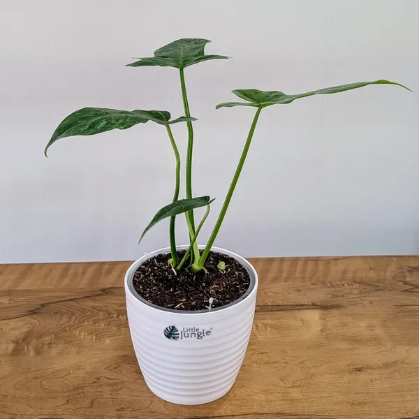 Philodendron_Golden_Dragon,_With_White_Decor_Pot