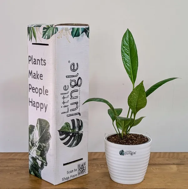 Anthurium_Bigbill,_With_White_Decor_Pot