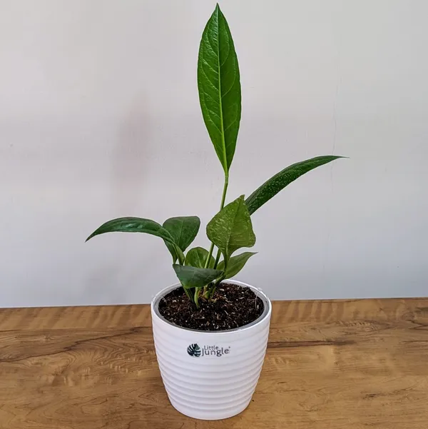 Anthurium_Bigbill,_With_White_Decor_Pot
