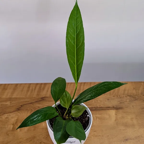 Anthurium_Bigbill,_With_White_Decor_Pot