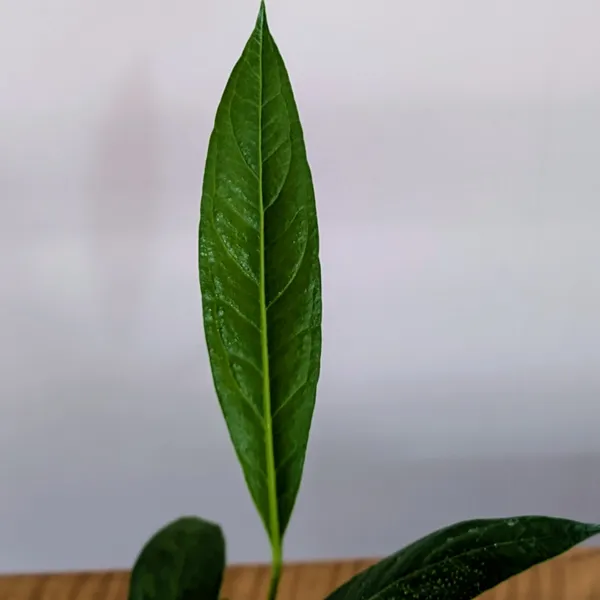 Anthurium_Bigbill,_With_White_Decor_Pot