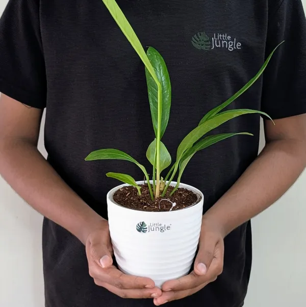 Anthurium_Bigbill,_With_White_Decor_Pot