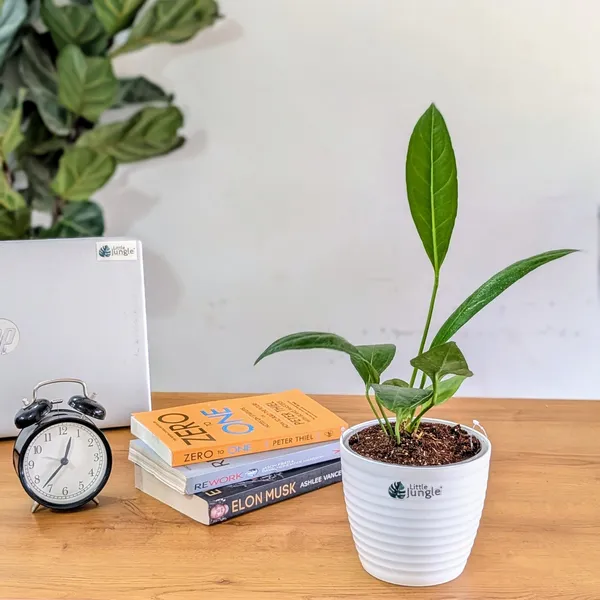 Anthurium_Bigbill,_With_White_Decor_Pot