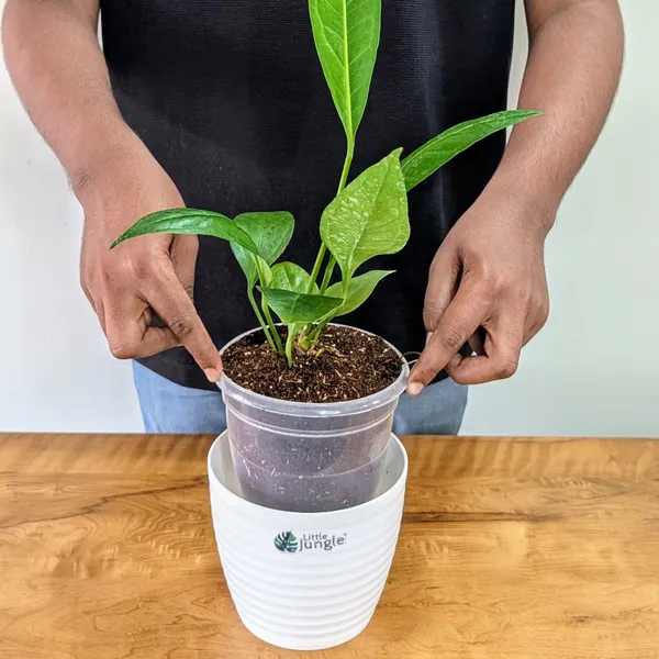 Anthurium_Bigbill,_With_White_Decor_Pot