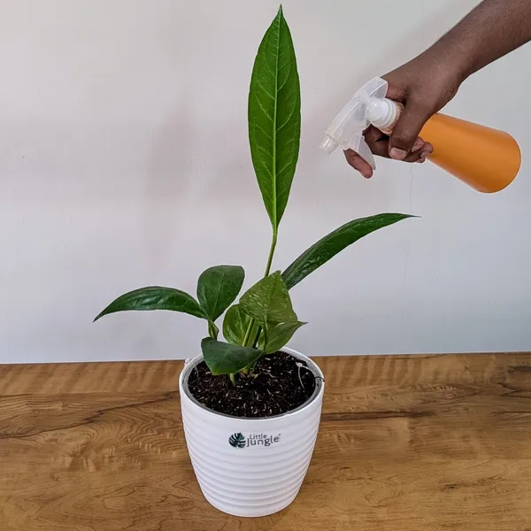 Anthurium_Bigbill,_With_White_Decor_Pot