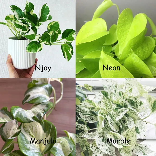 Njoy_+_Neon_+_Manjula_+_Marble_Pothos,_With_White_Decor_Pot